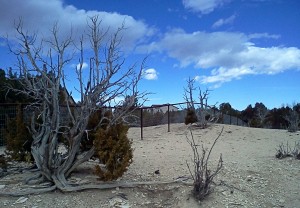 Summer2011 245